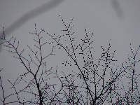 ramificazioni di Ulmus minor