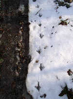 orme nella neve