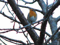 Pettirosso (Erithacus rubecula) 