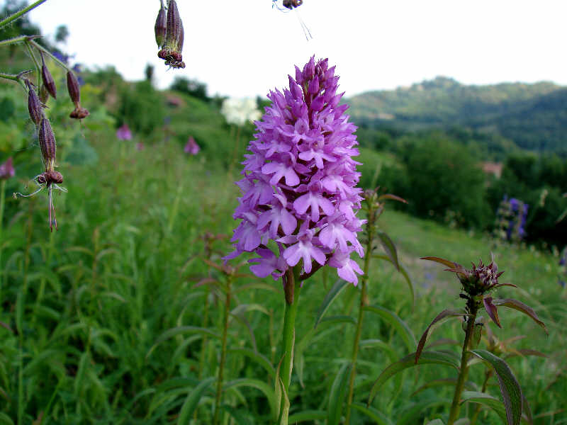 Anacamptis pyramidalis
