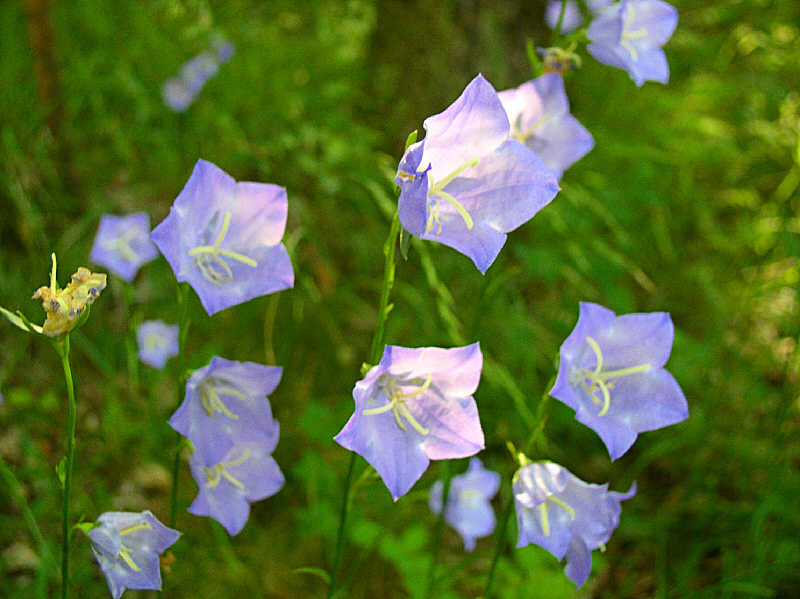 Campanula persicifolia