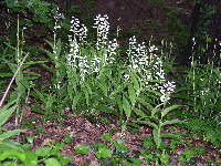 Cephalanthera longifolia