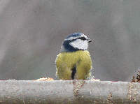 Parus caeruleus