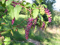 frutti di Phytolacca americana
