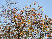 Diospyros kaki