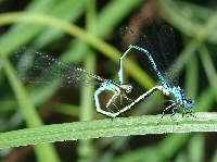 accoppiamento di Libellule, prob. del genere Coenagrion