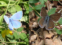 Lysandra bellargus, maschio a sx e femmina a dx