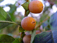 Diospyros lotus