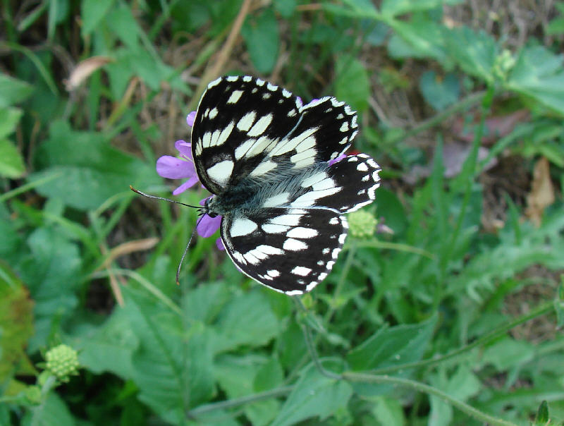 Melanargia galathea