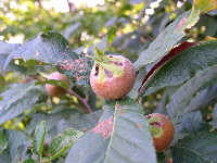frutti di nespolo comune