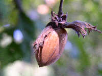 nocciola matura