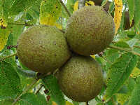 frutti di Noce nero