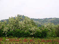 fioritura di Robinie