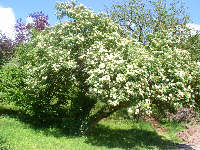 Sambucus nigra
