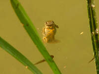 Tritone femmina